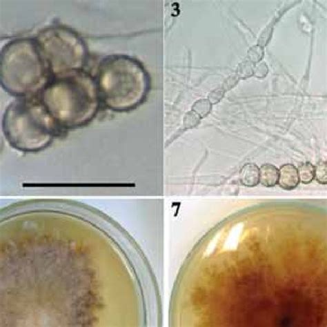 Symptoms of Fusarium spp. 1. Wilt and 2. Fruit rot symptoms on ...