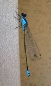 Damsel Fly Free Photo Download | FreeImages