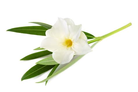 "White Oleander" Images – Browse 160 Stock Photos, Vectors, and Video | Adobe Stock