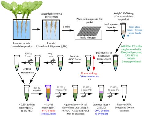 Frontiers | An optimized method for the extraction of bacterial mRNA from plant roots infected ...