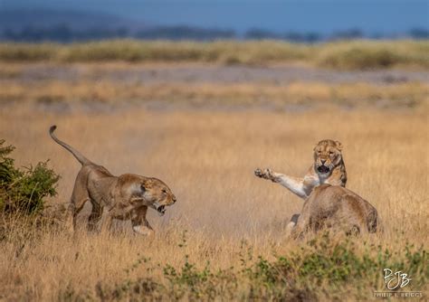 lion biology – Lion Guardians