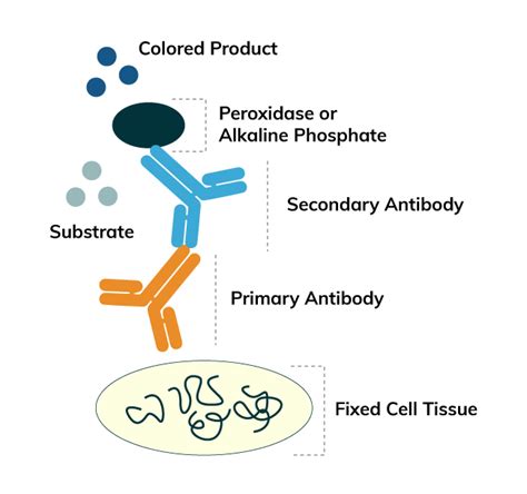 Immunohistochemistry Principle & Protocol