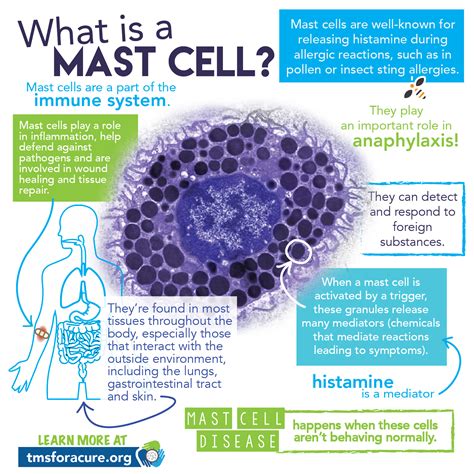 Mast Cell Activation Syndrome (MCAS). This is what happens when mast ...