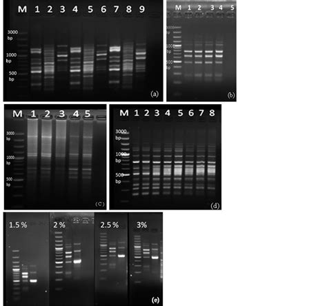 Standardization of DNA Extraction Method from Mature Dried Leaves and ISSR-PCR Conditions for ...