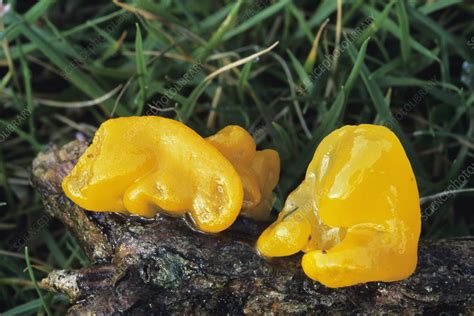 Yellow Brain Fungus - Stock Image - B250/1121 - Science Photo Library