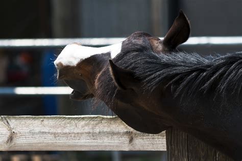 horse scratches itchy spot - Photo #3308 - motosha | Free Stock Photos