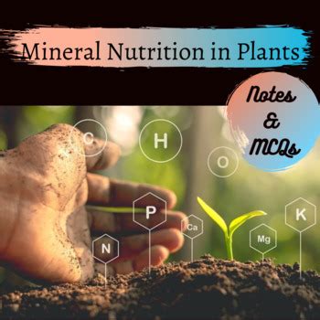 Mineral Nutrition in Plants by Bhavna Singh | Teachers Pay Teachers