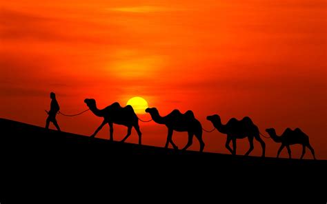 Arabian Sunset Camels Wallpapers | HD Wallpapers | ID #18110