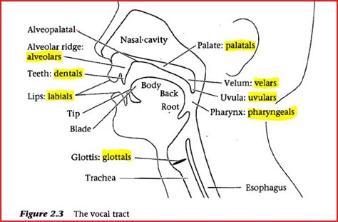 Phonology - Teaching Linguistics and English Language Learners