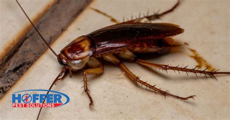 American Roach Prevention Tips