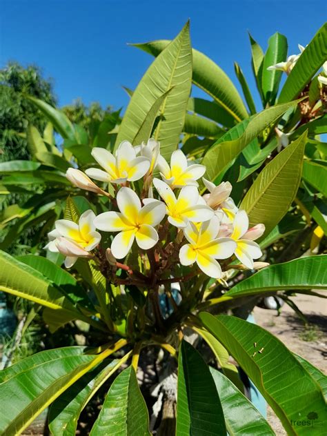 Plumeria rubra - Trees SA