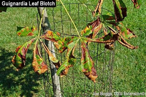 Susan is concerned about her brown Buckeye tree leaves.