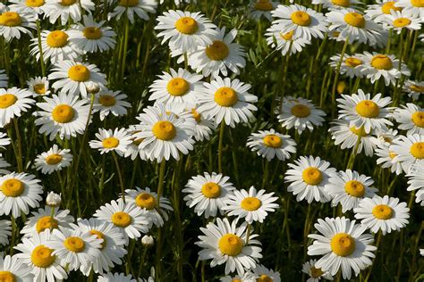 Field Of Oxeye Daisy Wildflowers Photograph by Kathy Clark