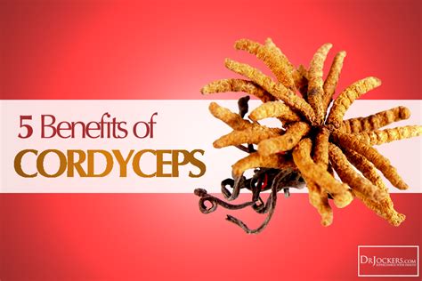 5 Benefits of Cordyceps For Your Brain and Body - DrJockers.com ...