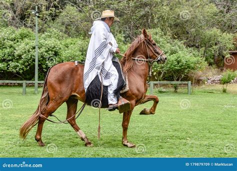 Peruvian Paso Horse Demonstration. Cusco, Peru Editorial Photo | CartoonDealer.com #179879709