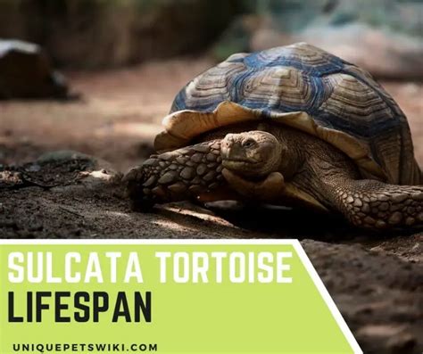 Sulcata Tortoise Lifespan: How Long Do Sulcata Tortoises Live?