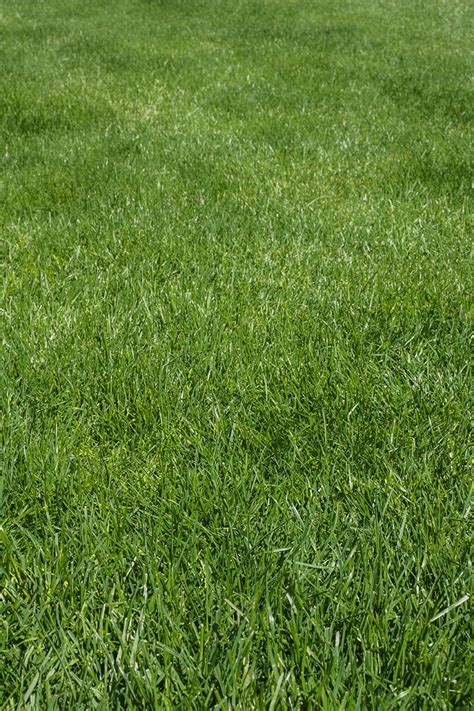 Lush green lawn - StockFreedom - Premium Stock Photography