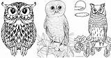 25 Free Owl Coloring Pages For Kids And Adults sketch template