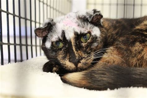 Disfigured Cat, Who Suffered Severe Case Of Mange, Needs Home | Burlingame, CA Patch