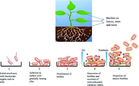 3 Systematic representation of different stages of biofilm formation ...