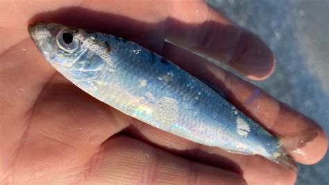 Barmouth: Millions of beached sprats expected to lure dolphins - BBC News