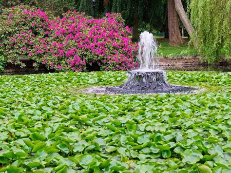 Pond Covered with Water Lily Pods Stock Photo - Image of clear, pond: 186916532