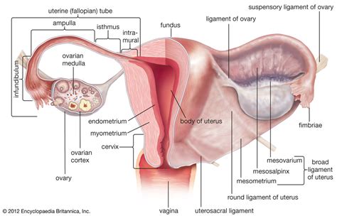 Female Reproductive System Diagram | Quizlet