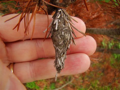 Evergreen Bagworm Moth (Thyridopteryx ephemeraeformis) - The HUDSON ...