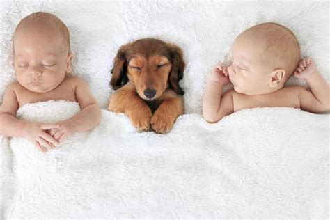 Adorable Pictures of Puppies and Puppies with Babies | Stuff We Love | TLC.com