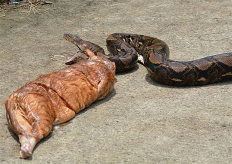 Caught on video: 5m-long python swallows then coughs out chubby cat, Asia News - AsiaOne