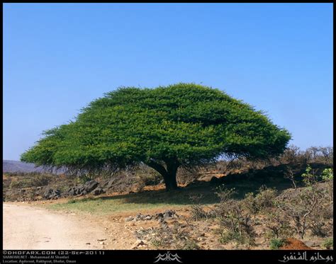 Gum Arabic Tree, Vachellia nilotica subsp. kraussiana, Tree in Agdorout ...