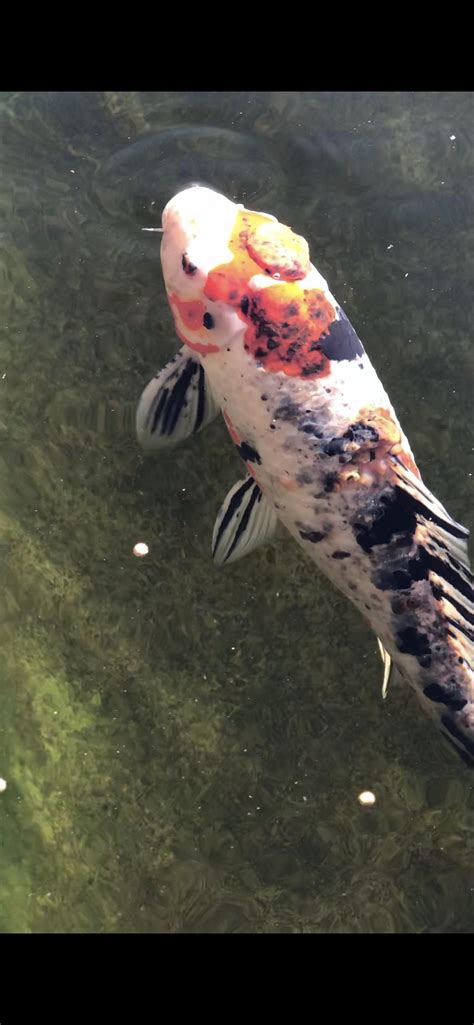 Disease ID? : r/Koi