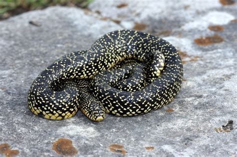 Speckled Kingsnake (Lampropeltis getula holbrooki) - Reptiles and ...