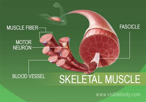 Skeletal Muscle Cell Model