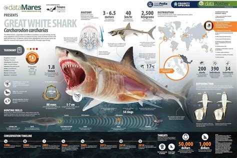 DataPoster White Shark (Carcharodon carcharias) — Pelagios Kakunja