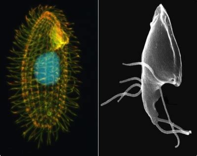 Protozoa Lesson for Kids: Definition & Facts | Study.com