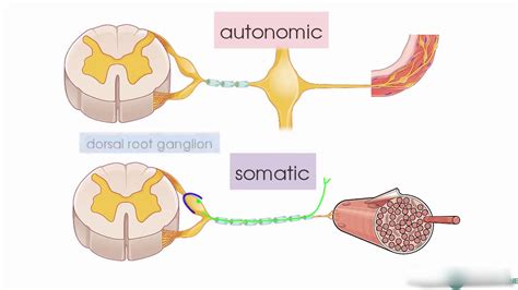 Somatic nervous system definition anatomy - nipodusa