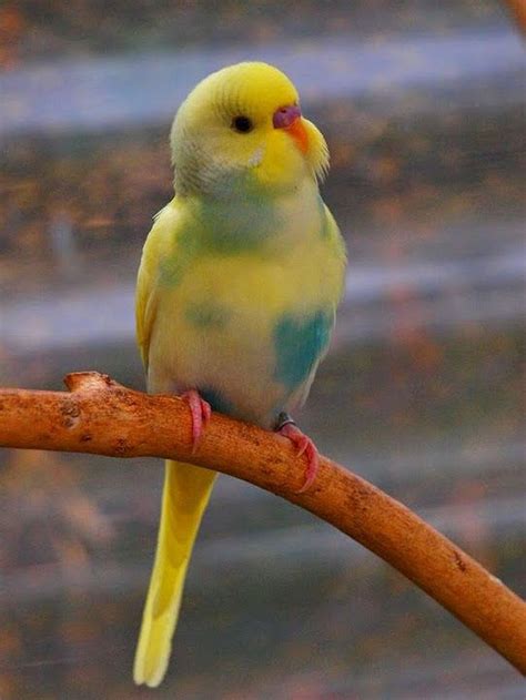 Awesome 20+ The Best Pet Birds For Kids https://gardenmagz.com/20-the ...