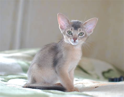 Abyssinian blue color cats (14 photos): color features of Abyssinian cats, keeping kittens