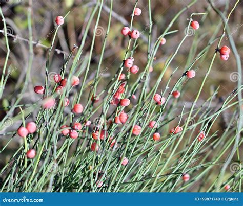 Ephedra stock photo. Image of shrubs, lands, ephedraceae - 199871740