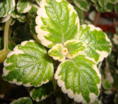 Plectranthus coleoides: Planta del Incienso