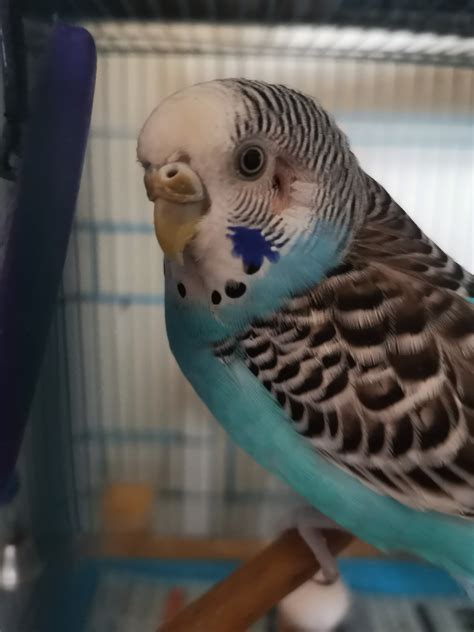 My budgie's feathers are missing near both of her ears. | Talk Budgies Forums