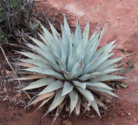 Agave tequilana (Blue agave)