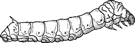 Free Clipart Of A Caterpillar Bug