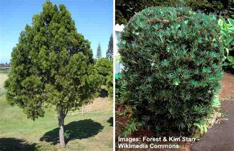 Podocarpus Plant: How to Grow for Podocarpus Hedge or Podocarpus Tree ...