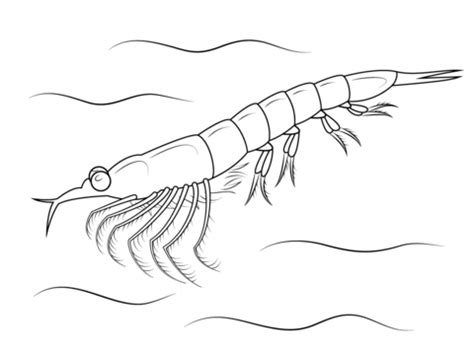 Northern Krill Coloring page Free Printable Coloring Pages, Free Coloring Pages, Coloring Sheets ...