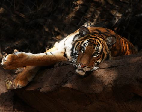 Realm of the Tiger - Malaysian Wildlife