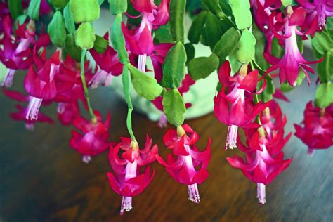 christmas cactus care temperature - In The Pink E-Zine Photo Exhibition