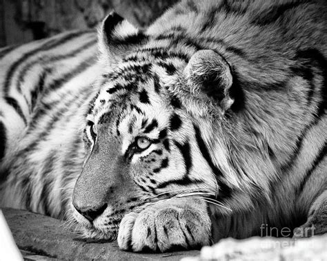 Tiger In Black And White Photograph by Steven Reed