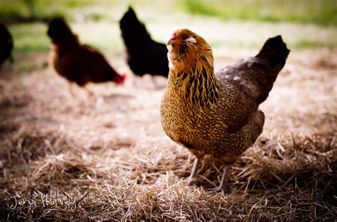 Puffy Cheeked Ameraucana | Fluffy chicken, Chicken batter, Chicken